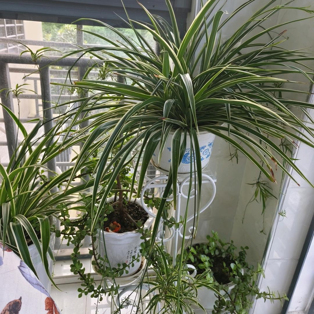 燕🌺