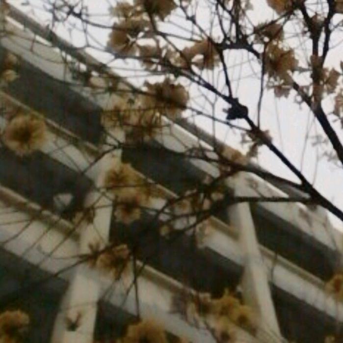 玫瑰花🌹🌹🌹