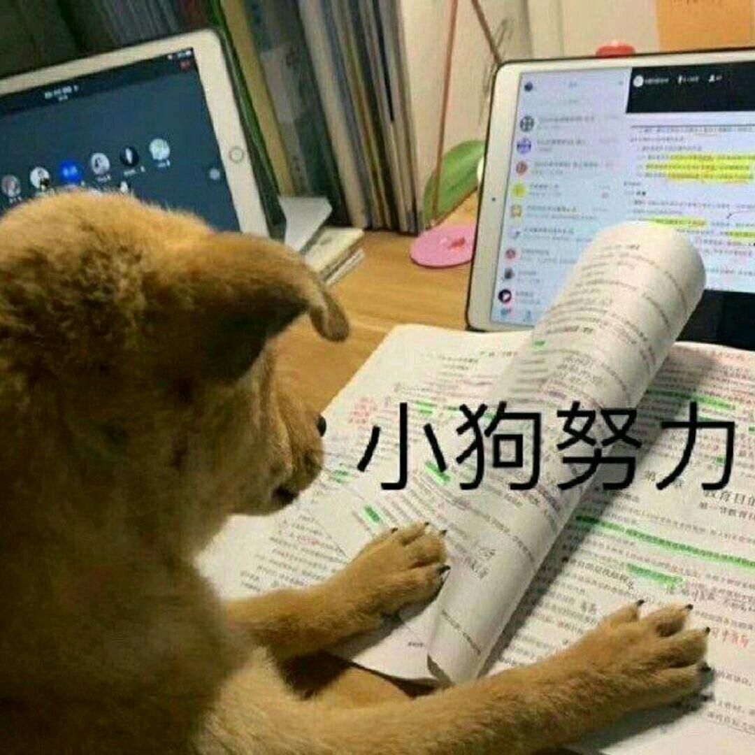 山竹竹