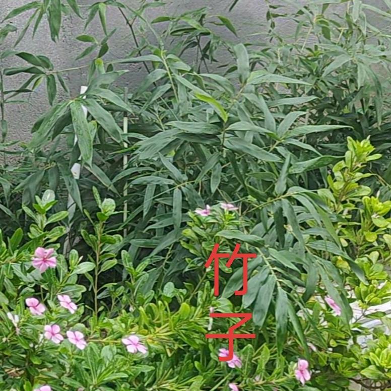 童心生活