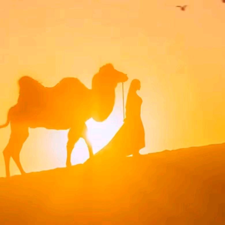 卓越文化驼管家甄选~永