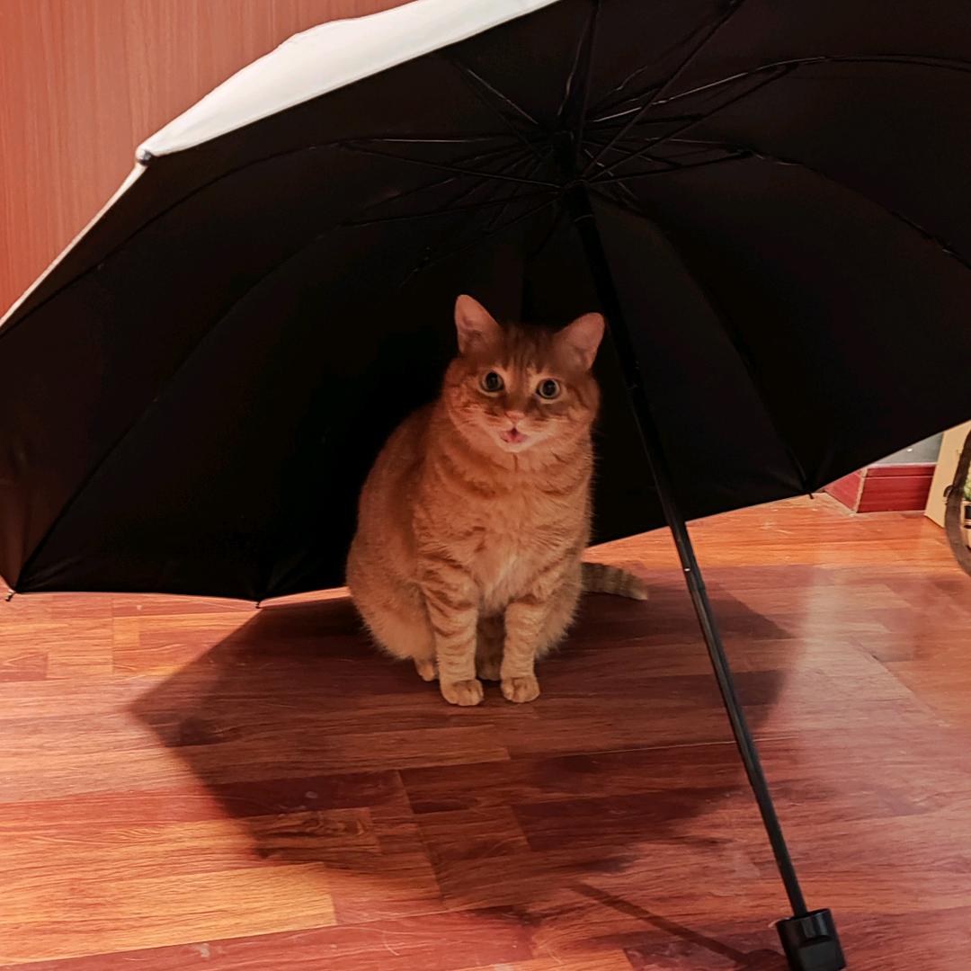 阿虎是只橘猫
