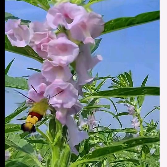 芝麻与西瓜