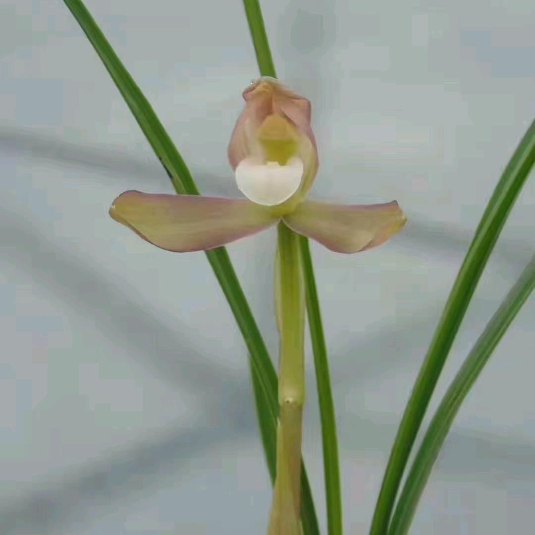 小羊羔