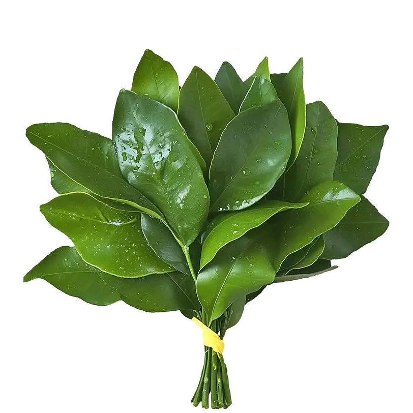懒洋洋大王
