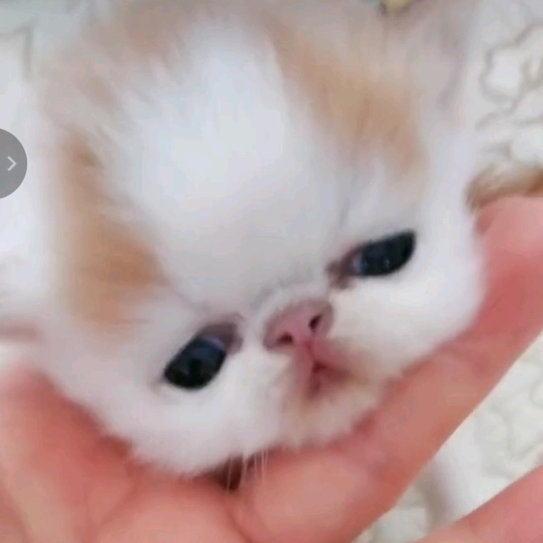 呆小萌🌱🌱