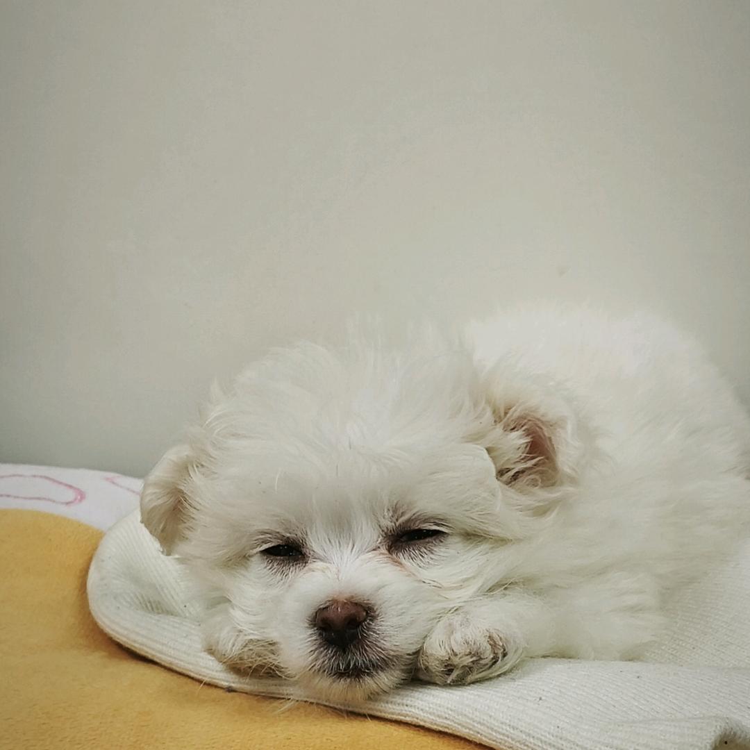 一只小盼盼🍞