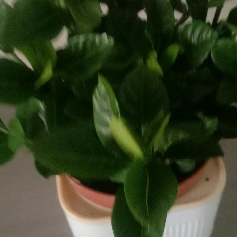 花开