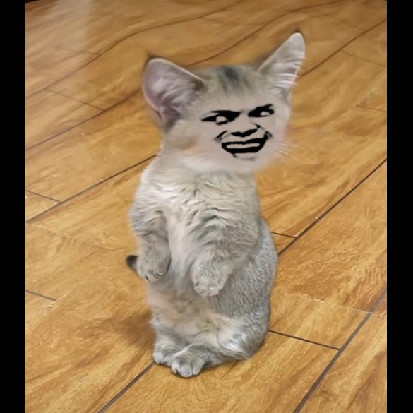 抢红包的虫虫🕶️