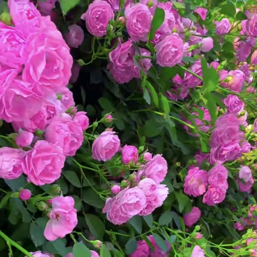 氼乚🌸💃