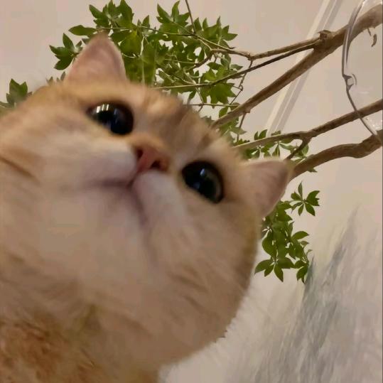 咕咕咕！