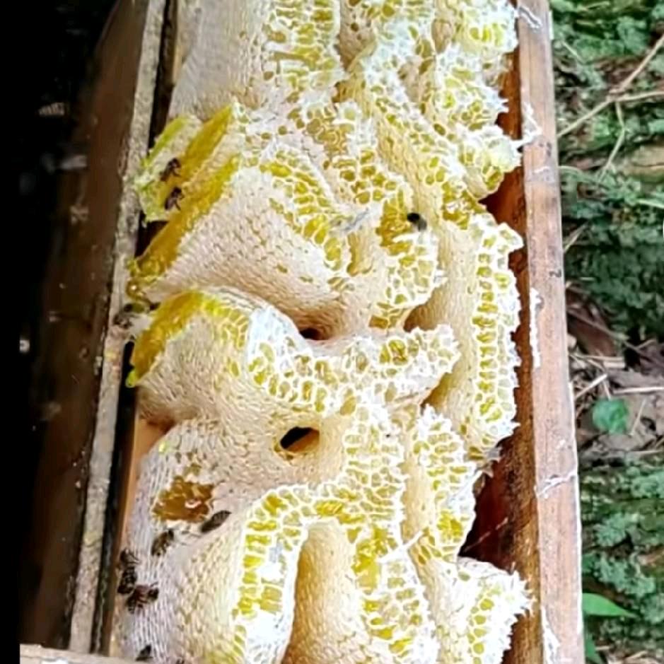 蜜蜂，小孟，养蜂人《爱山歌》