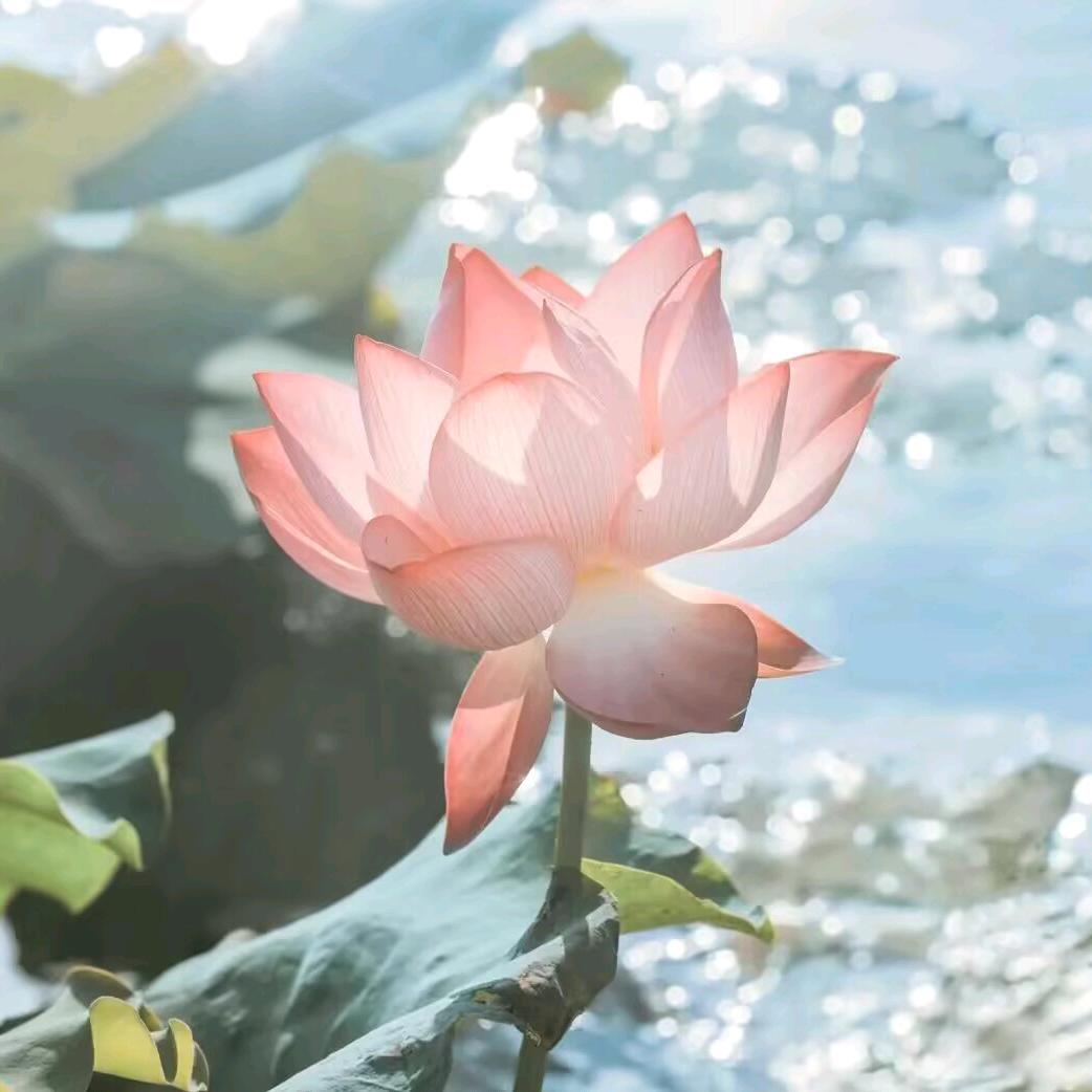 朴老师