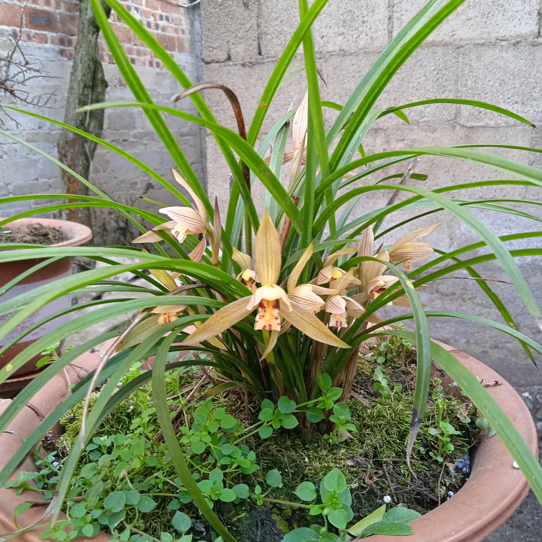 送给你玫瑰花🌹