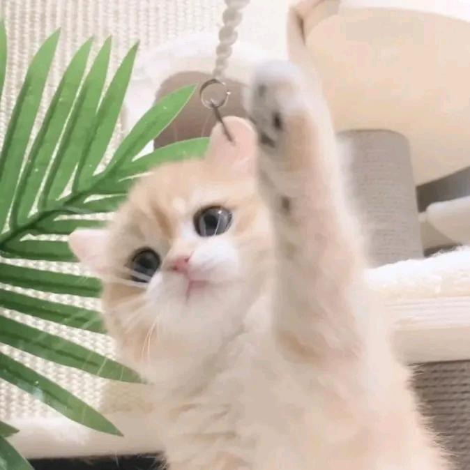 天大