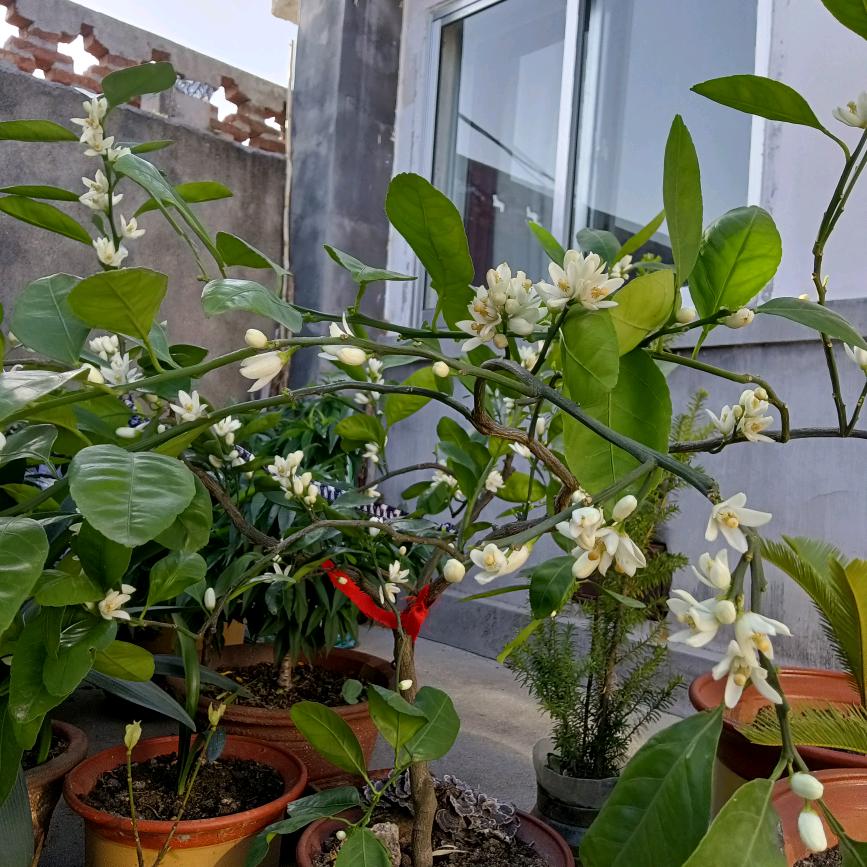 小  草