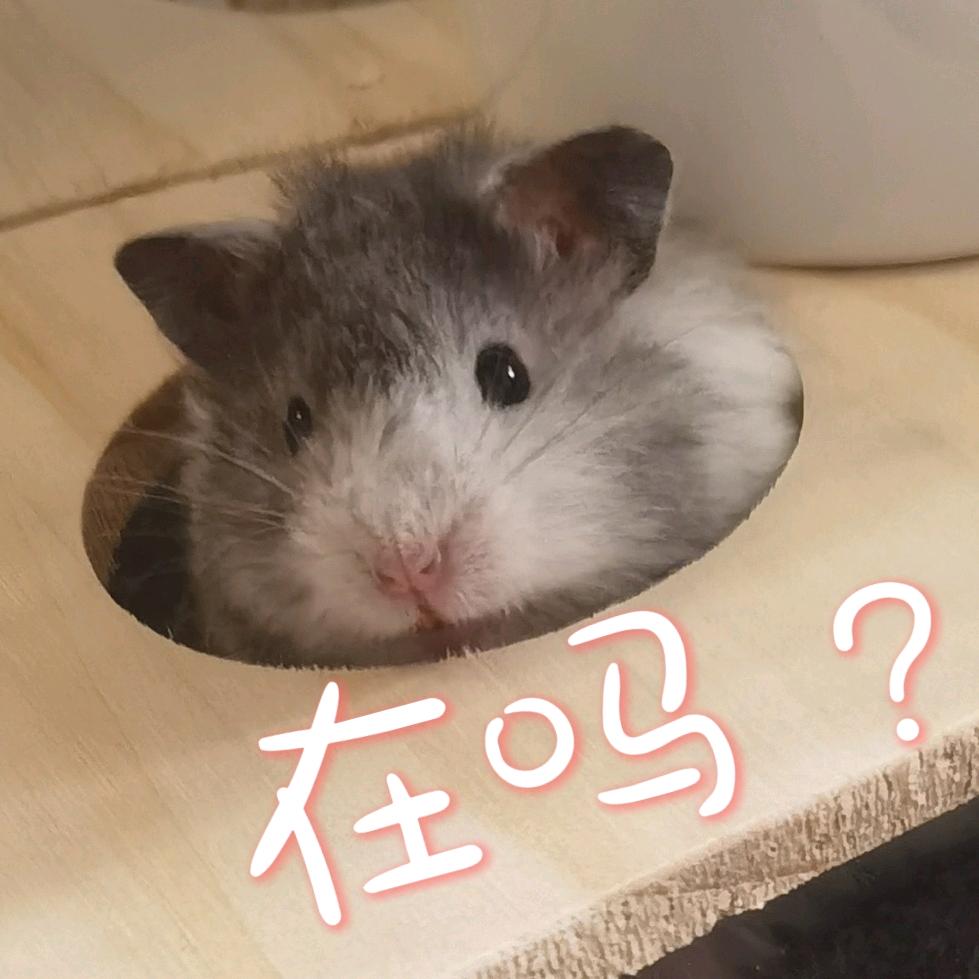 番茄炒月亮