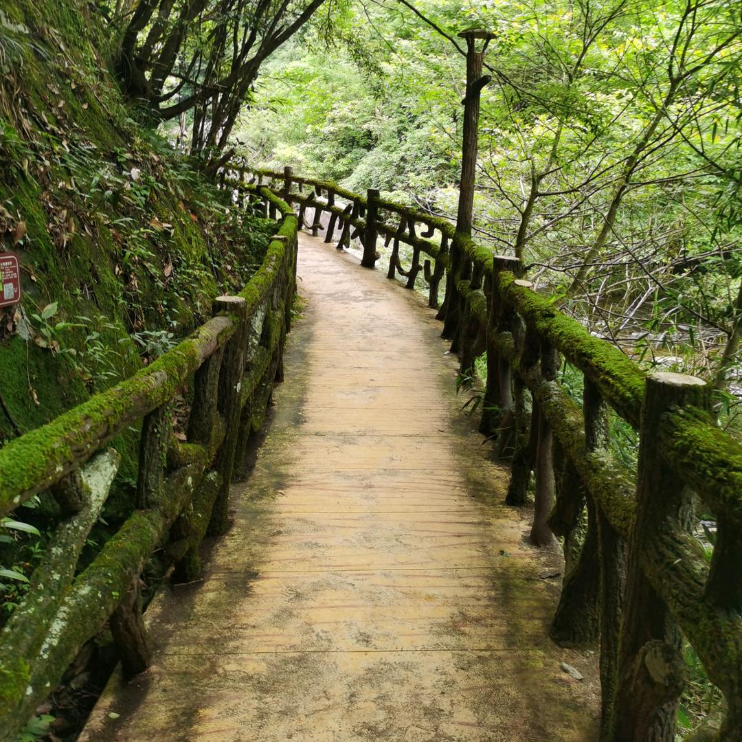 花藤绿