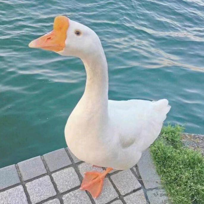 @路滑钓鱼🎣 鲫鱼杀手