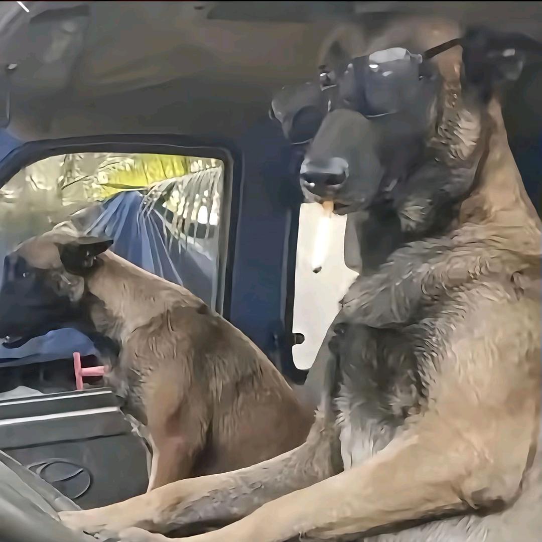 匪犬