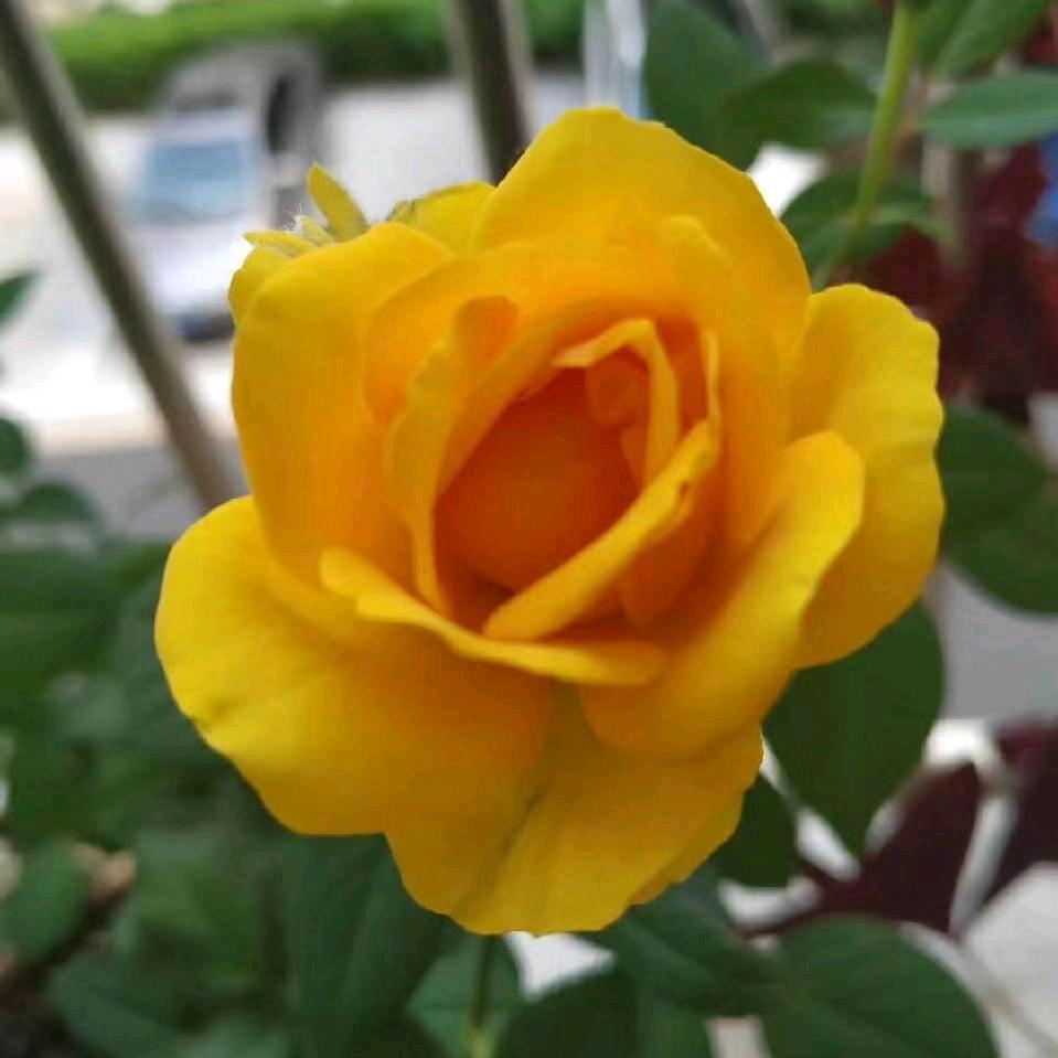 fum66173