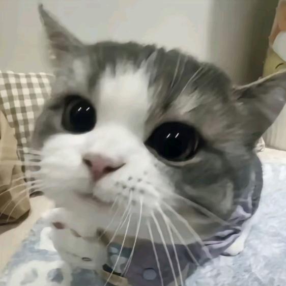 城北愚公