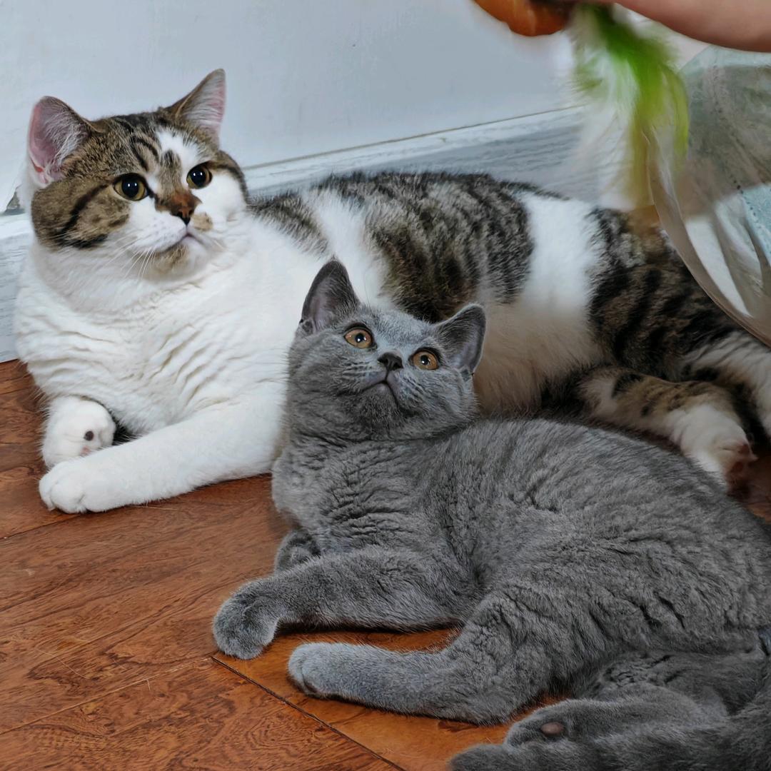 胖乖宝和瘦豆包～