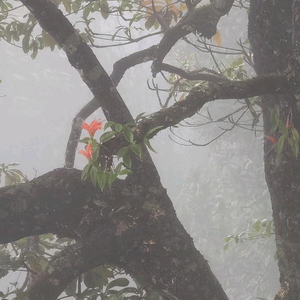 云南双江制茶人