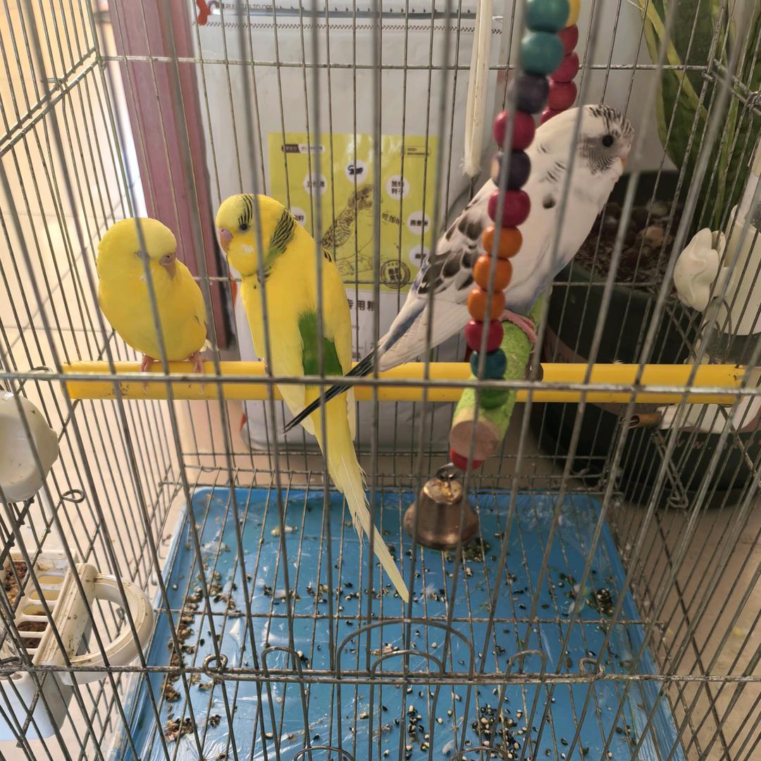 梅花香雪A2370（8.30）