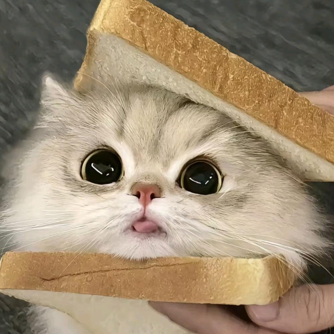 呆呆