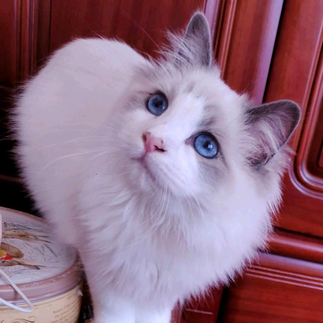 可乐猫
