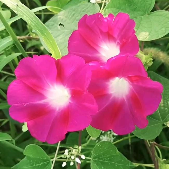 💞ℒᎭℯ⃝执念一生💕⁵²º࿐
