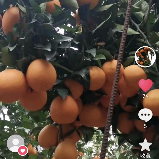 雷波摇钱树脐橙种植家庭农场