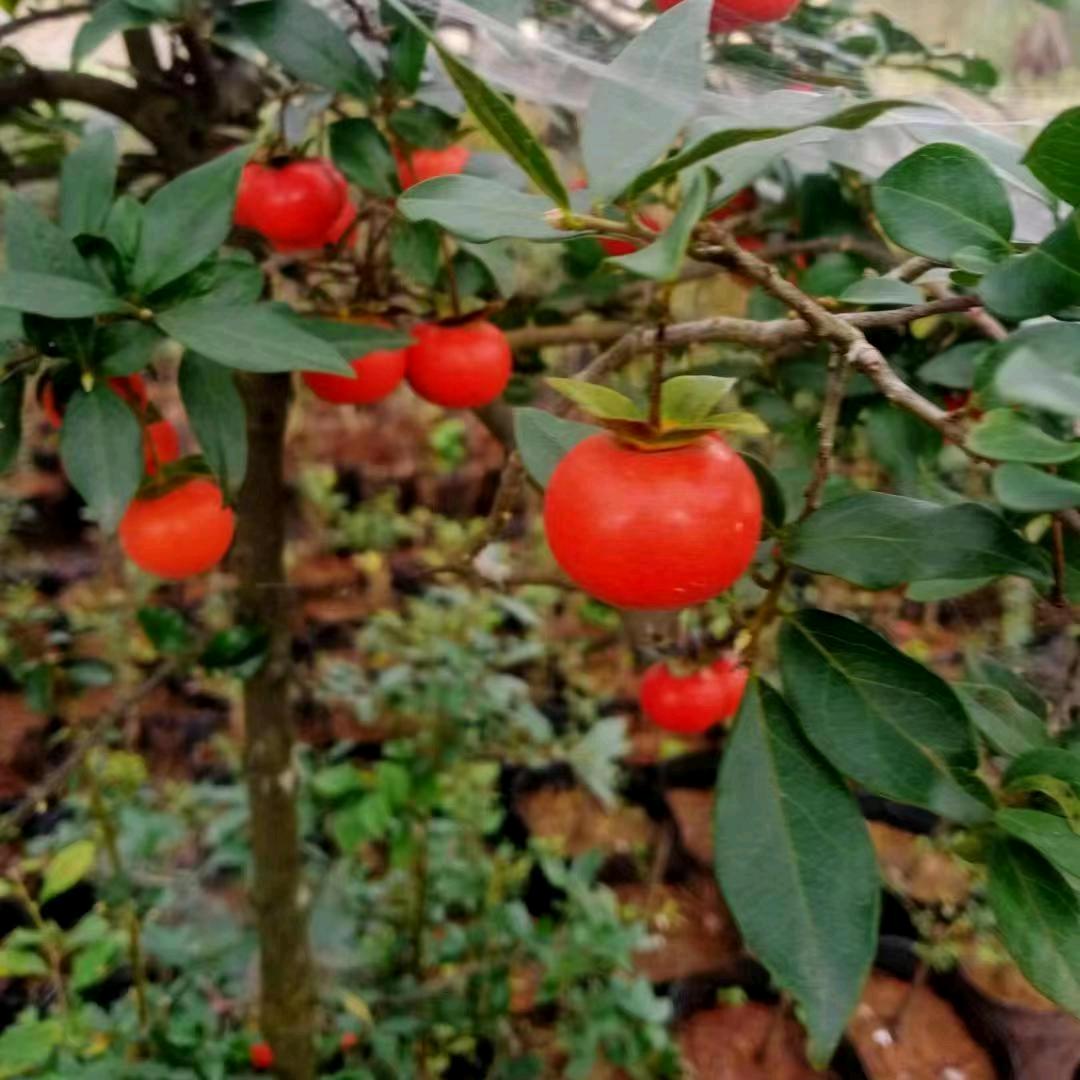 鸿轩盆景鲜花店