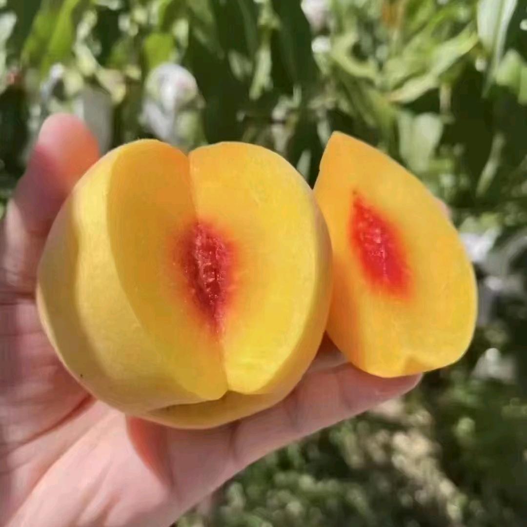 崖咀寨精选炎陵黄桃小铺