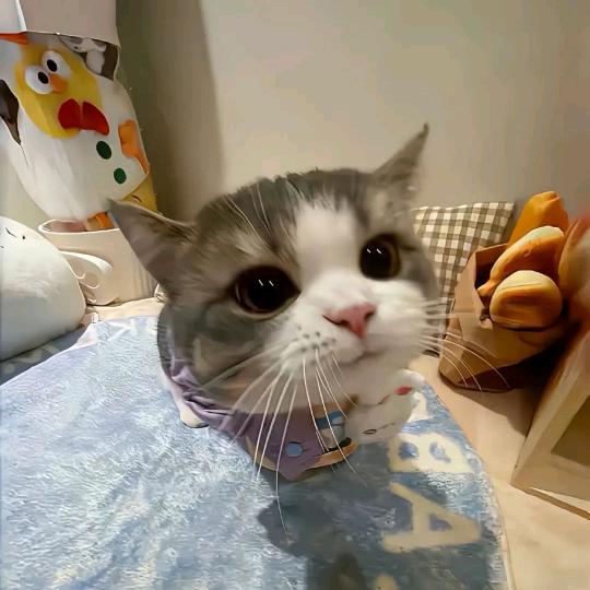 疲惫的煎饼果子