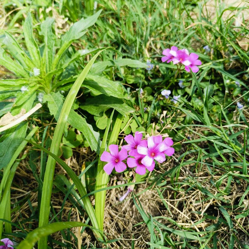 幸运花
