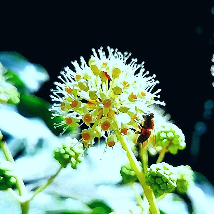 枫