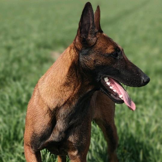 马犬五百