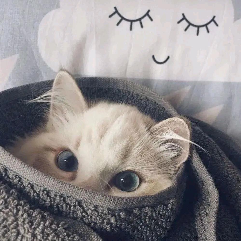辰蚂蚁
