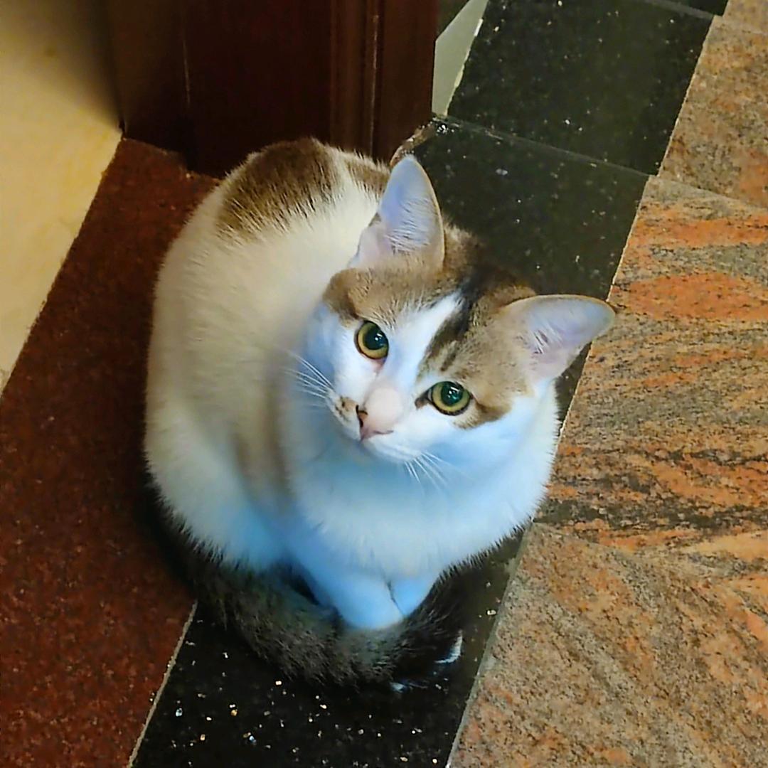柠檬～