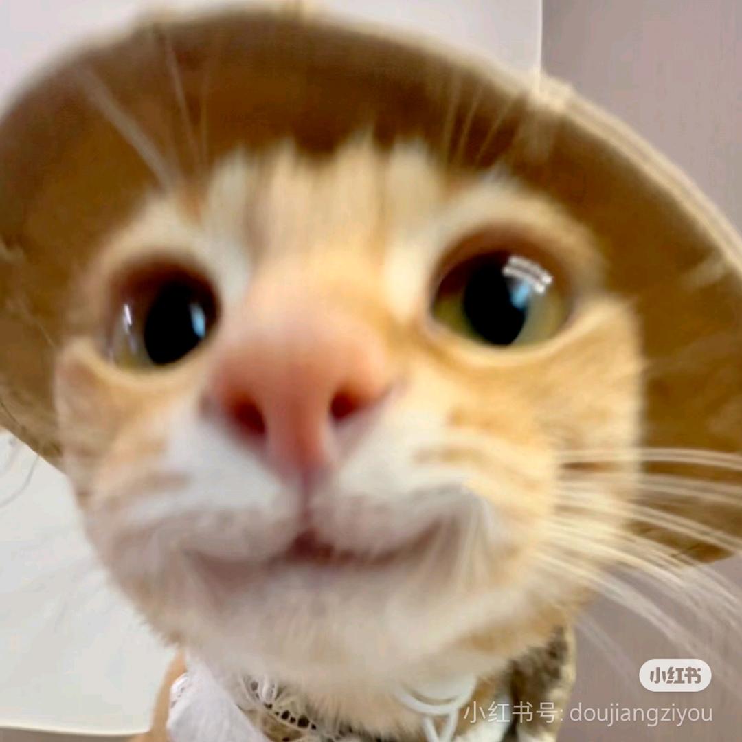 沐慕猫
