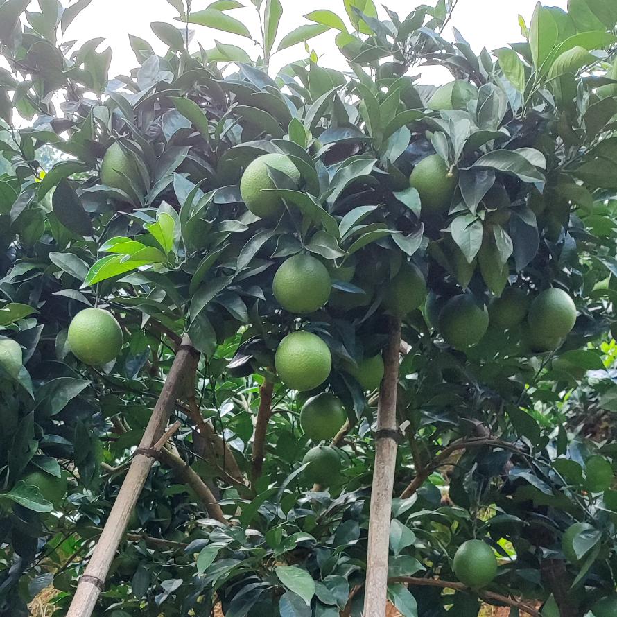 情义，（九龙山赣南脐橙生态基地）