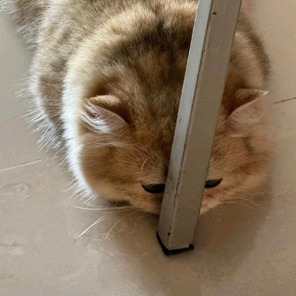 野生橘白勾引深宅梨花骗走猫罐的那个雨夜