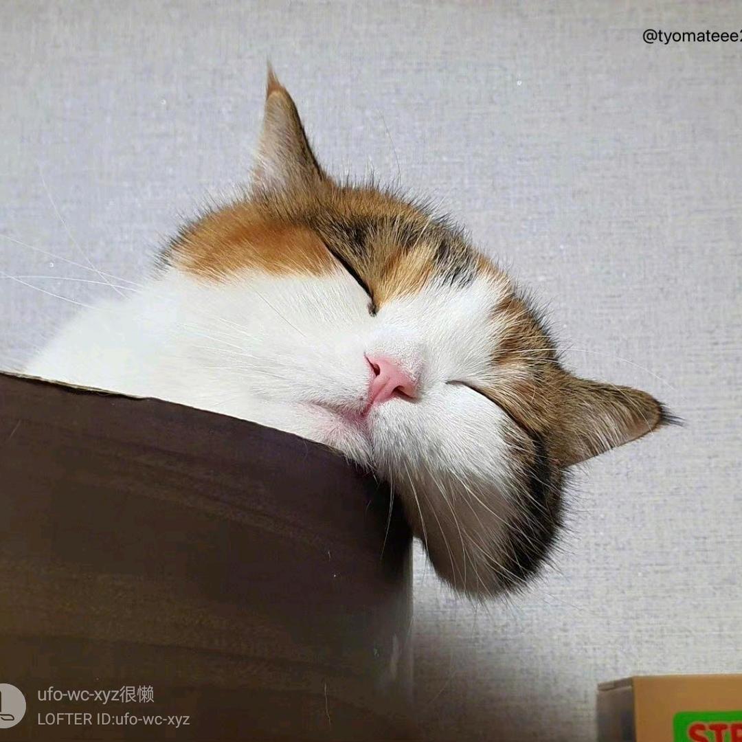 按快门之眠