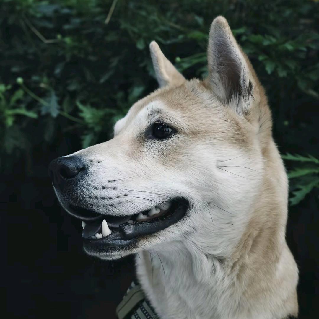 广西土狗文化爱好者