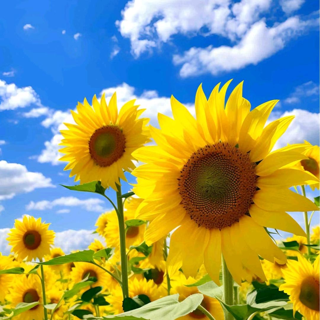 🍞面包脑袋🌻