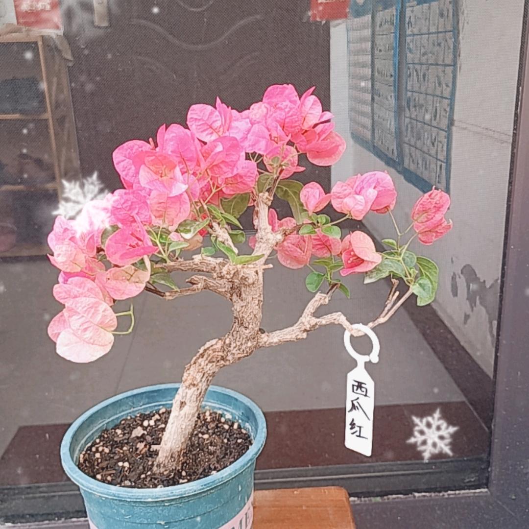王哥的花