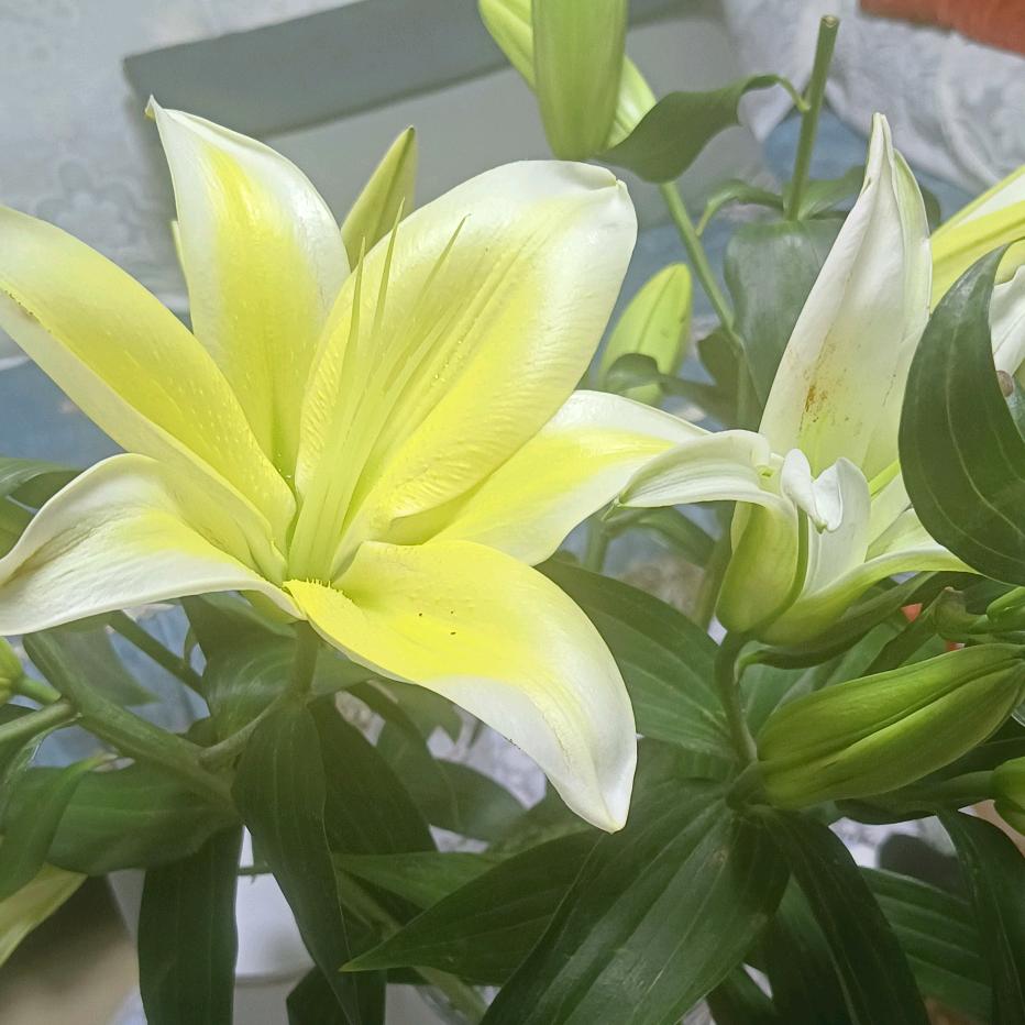 🍬兜里的半个糖🍬