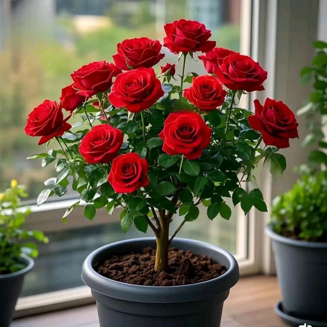 丨WO(纵横四海)x丨a